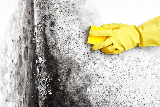 Best Black Mold Remediation in Rancho Murieta, CA